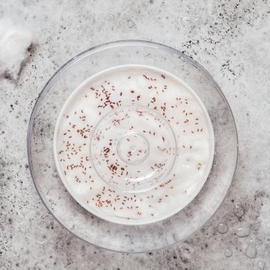 Islak pamuğa serpilmiş Cress Salata Tohumları Sıcak ve nemli tutmak için Cam Kubbe ile kaplı, kare