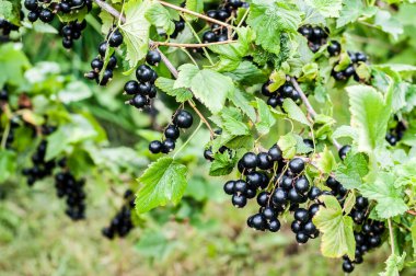 Taze olgun kuşüzümü dalda.