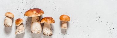 Vahşi mantarlar, Porcini, afiş, metin için kopyalama alanı