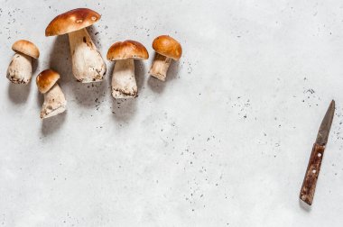 Vahşi mantarlar, Porcini, metin için kopyalama alanı