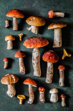 Desen, Chanterelles, Kırmızı Başlıklı Boletes, Porcini