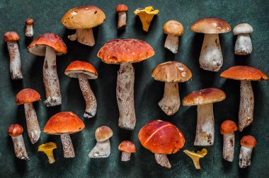 Desen, Chanterelles, Red Capped Boletes, Porcini, Kare Olarak Değişen Vahşi Mushooms