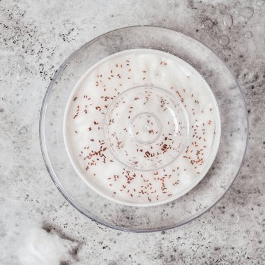 Islak pamuğa serpilmiş Cress Salata Tohumları Sıcak ve nemli tutmak için Cam Kubbe ile kaplı, kare