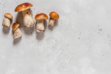 Vahşi mantarlar, Porcini, metin için kopyalama alanı