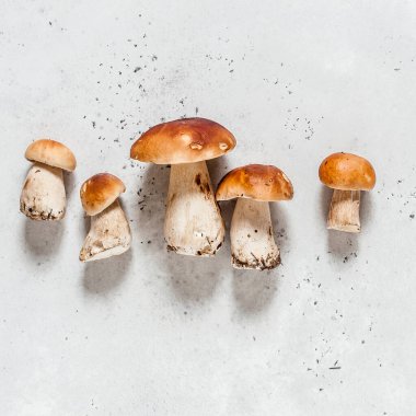 Vahşi mantarlar, Porcini, kare, metin için kopyalama alanı