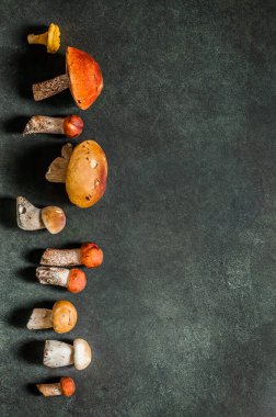 Desen, Chanterelles, Red Capped Boletes, Porcini gibi Vahşi Mushoomların Çeşitliliği, metin alanınız için kopyalama alanı