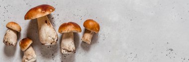 Vahşi mantarlar, Porcini, afiş, metin için kopyalama alanı