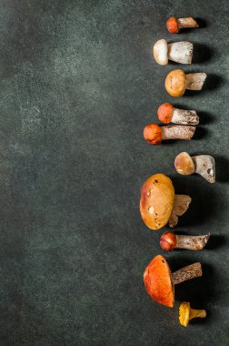 Desen, Chanterelles, Red Capped Boletes, Porcini gibi Vahşi Mushoomların Çeşitliliği, metin alanınız için kopyalama alanı