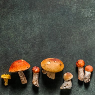 Desen, Chanterelles, Red Capped Boletes, Porcini, Kare Olarak Değişen Vahşi Mushooms