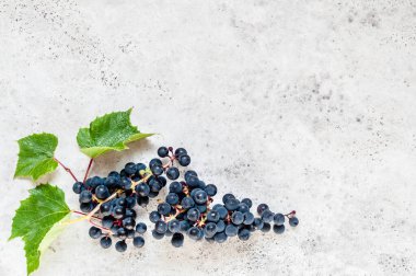 Yapraklı bir demet Siyah Üzüm, metin için boşluk kopyala