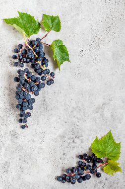 Yapraklı Kara Üzümler Bunches, metin için boşluk kopyala