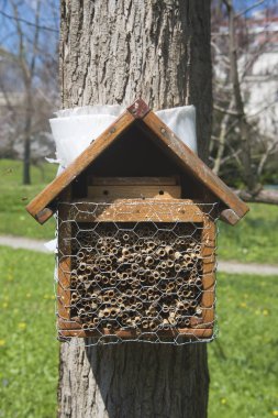 güneşli bir günde bir ağaçta dışarı doğada böcek otel