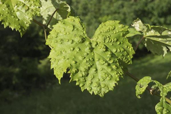 Feuilles Vigne Vertes Malades — Photo