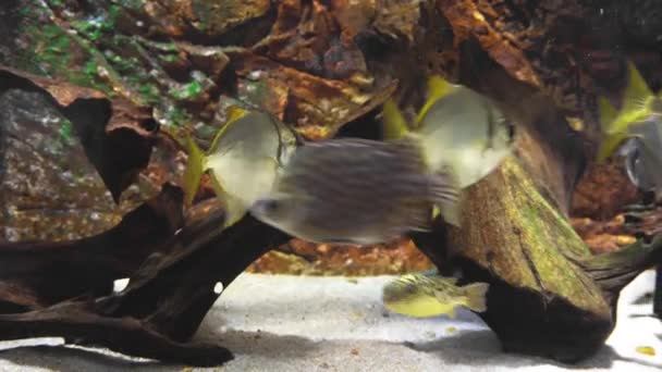 Viele Bunte Fische Schwimmen Aquarium — Stockvideo