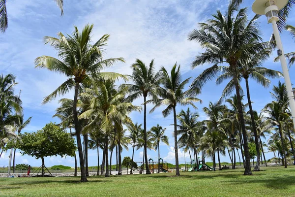 Palmy Miami Beach Florydzie Zdjęcie Stockowe