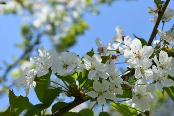 Spring White Flower Background — Stock Photo, Image