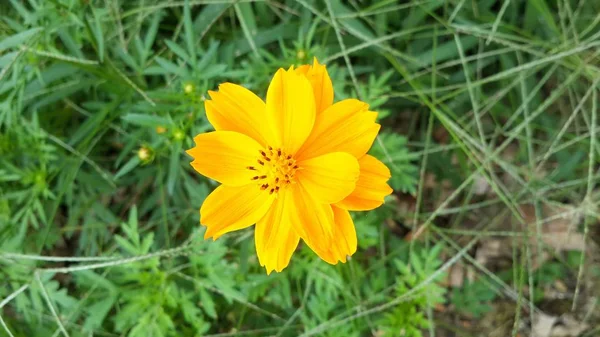 Yaz Mor Pembe Çiçek Bahçe Yeşil Doğa Sarı Çiçek Çiçek — Stok fotoğraf