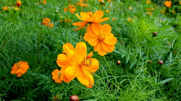 Zomer Paars Roze Bloem Tuin Groen Natuur Gele Bloem Bloesem — Stockfoto