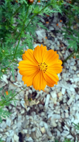 Estate Viola Rosa Fiori Giardino Verde Natura Fiore Giallo Fiore — Foto Stock