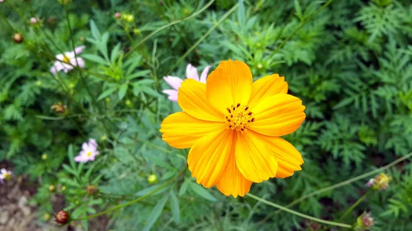 Zomer Paars Roze Bloem Tuin Groen Natuur Gele Bloem Bloesem — Stockfoto