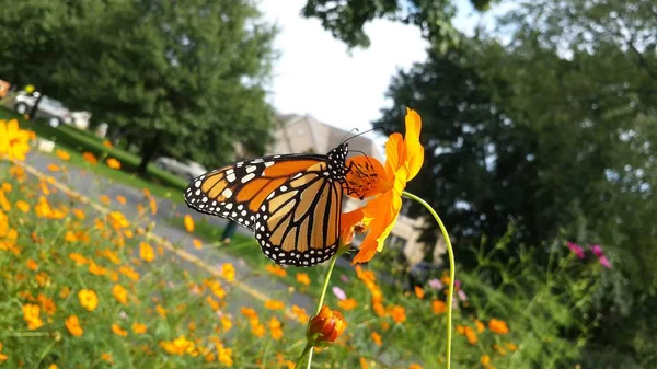 Sarı, çiçekler, arka plan, Doğa, yeşil çimen, yaz çiçek, new jersey çiçek, güneşli bir gün, çiçekleri, kelebek, böcekler