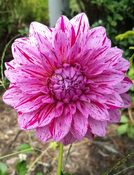 新泽西花卉 粉红色的花朵 — 图库照片