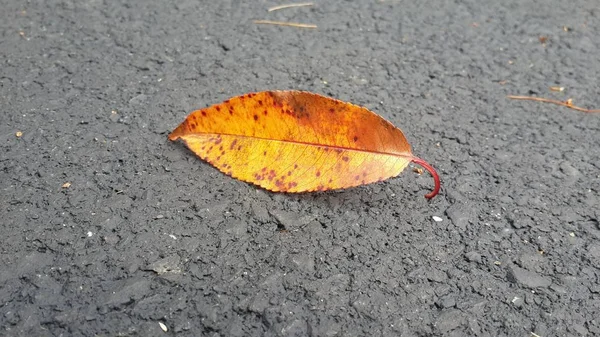 Sonbahar, sonbahar yaprakları, sonbahar, sarı yaprak, yol, kaplama, secnery mühür