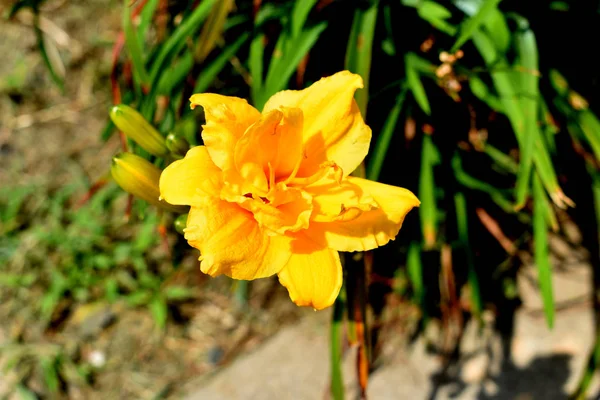 夏季花园花 背景花 美丽园 — 图库照片