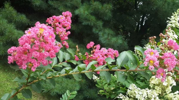 粉红树花 夏季花园花 背景花 美丽的花园 紫色的花 — 图库照片