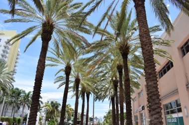 palmiye ağaçları Florida Miami Beach