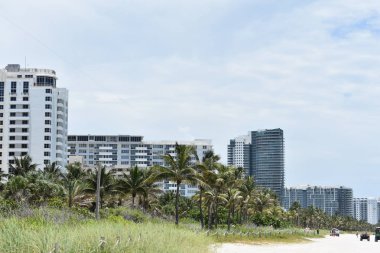 palmiye ağaçları Florida Miami Beach