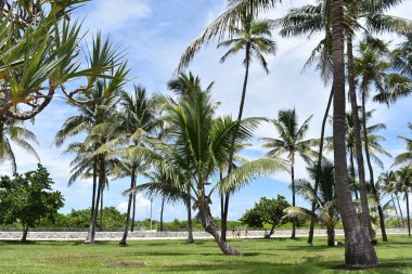 palmiye ağaçları Florida Miami Beach