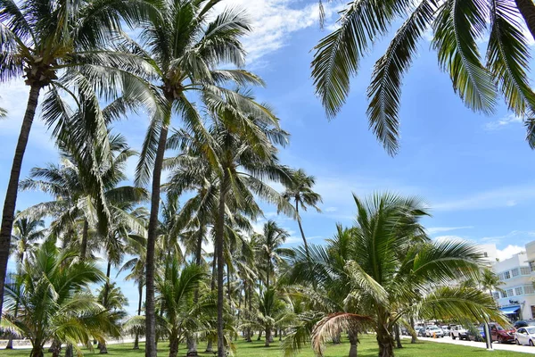 Palme Florida Spiaggia Miami — Foto Stock