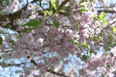Baharda pembe çiçekler 