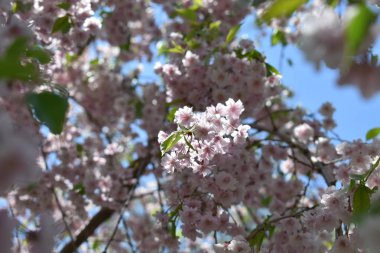 Baharda pembe çiçekler 