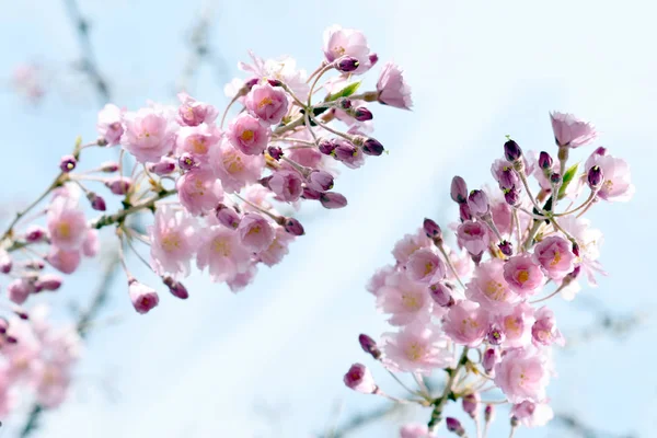 Цветущая Вишня Весной Нью Джерси Сша — стоковое фото