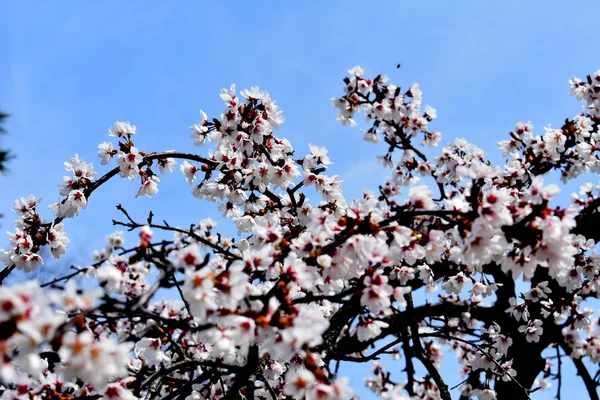 Kwitnące Wiśniowe Drzewo Spring New Jersey Usa — Zdjęcie stockowe