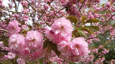 Bahar Çiçekleri arka plan tam çiçek