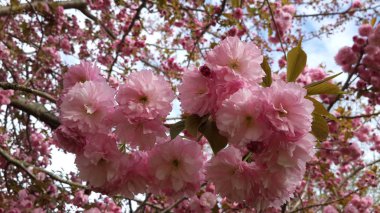 Bahar Çiçekleri arka plan tam çiçek