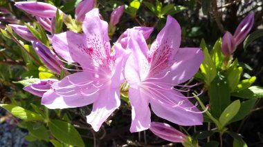 mor çiçekler ev bahçesinde tam çiçekleri