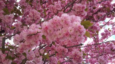 Bahar Çiçekleri arka plan tam çiçek