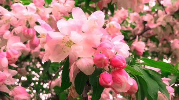 Wiosna Kwiaty Tło Pełny Kwiat — Zdjęcie stockowe