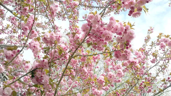 Lente Bloemen Achtergrond Volledige Bloesem — Stockfoto