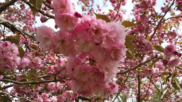 Lente Bloemen Achtergrond Volledige Bloesem — Stockfoto