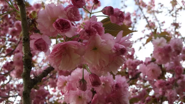 Lente Bloemen Achtergrond Volledige Bloesem — Stockfoto