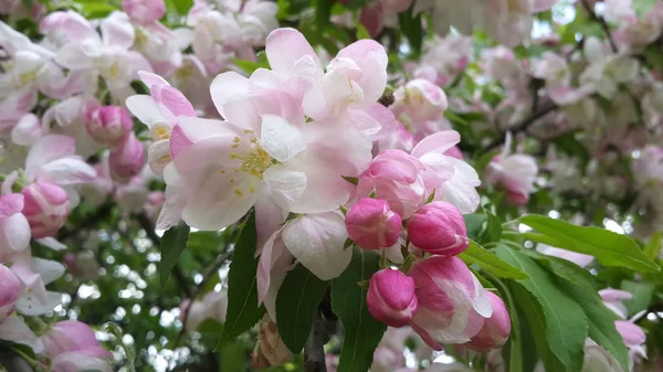 Lente Bloemen Achtergrond Volledige Bloesem — Stockfoto