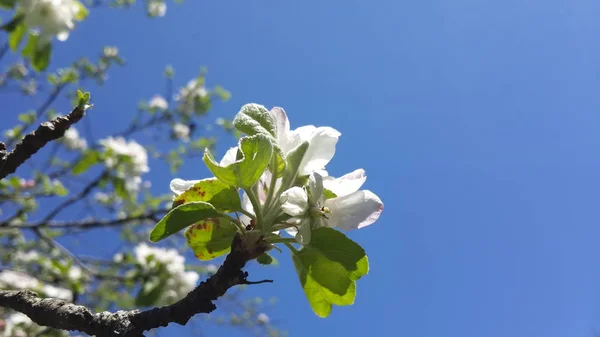 Weiße Blume Voller Blüte Baum Hintergrund — Stockfoto