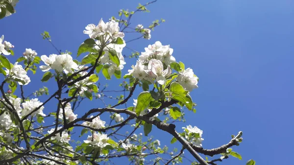 Mooie Achtergrond Blauwe Hemel Met Lente Bloemen — Stockfoto