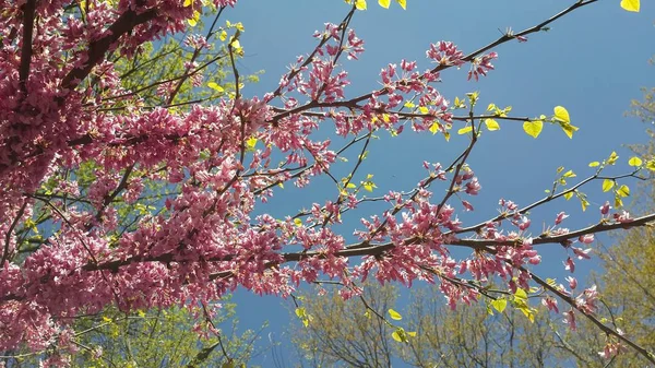 Mooie Achtergrond Blauwe Hemel Met Lente Bloemen — Stockfoto