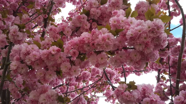 Spring Flowers Background Full Blossom — Stock Photo, Image